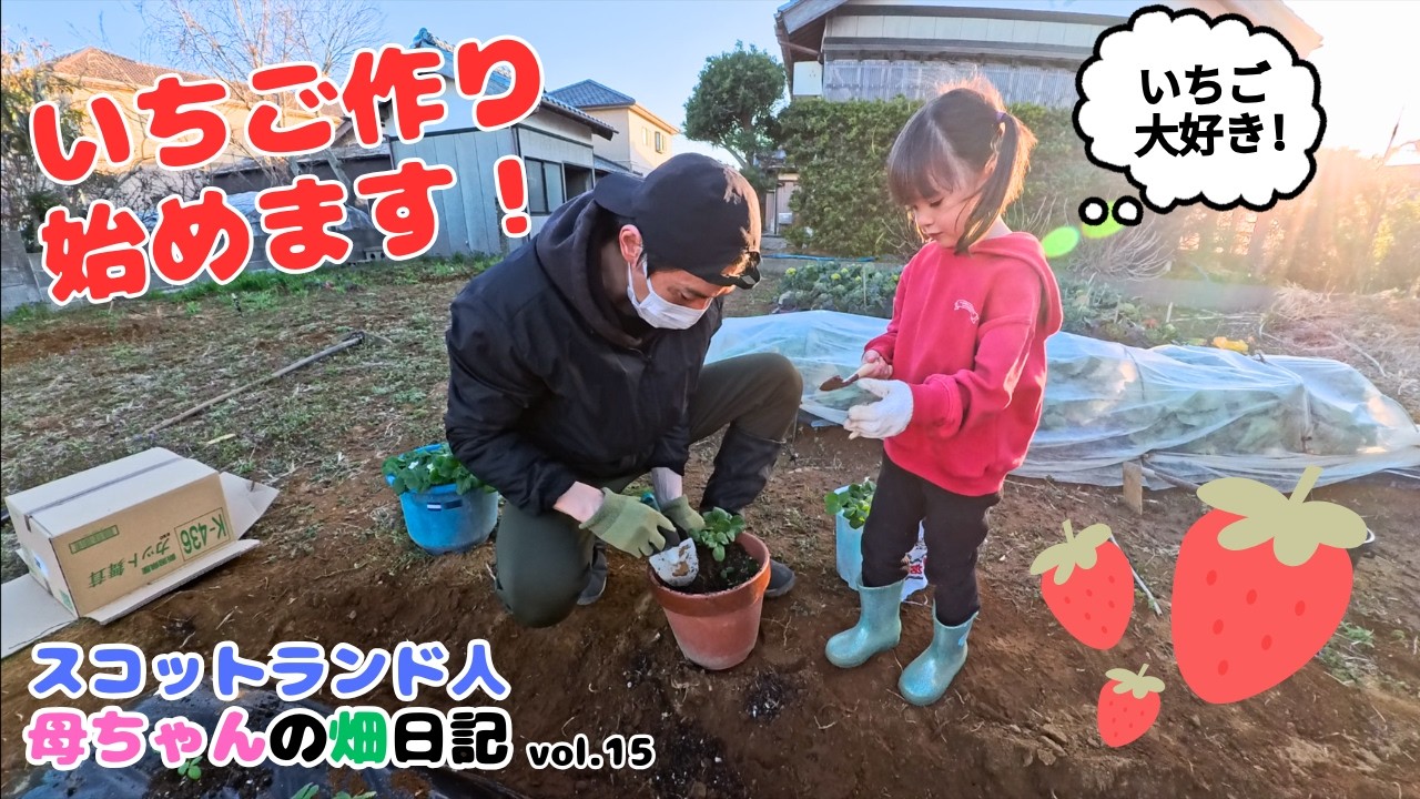 【家庭菜園】畑の土を準備して、いちごの苗を植えました🍓Let's plant strawberries!