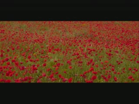 Willie Mcbride - Green Fields Of France
