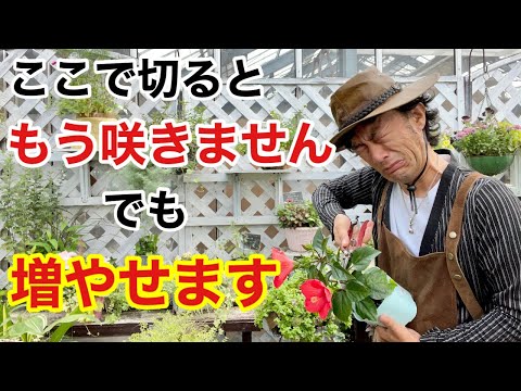 インディアンライラックを挿し木から増やす方法は？ +剪定方法のビデオ  庭園