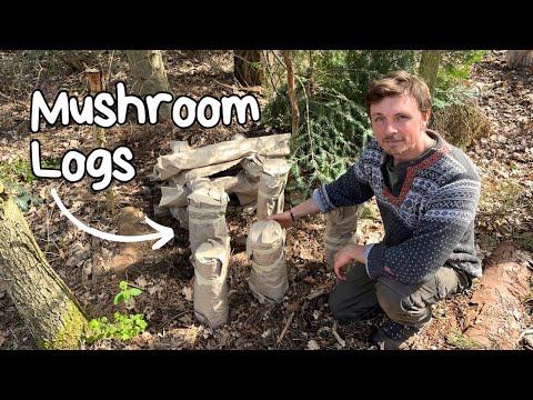How I Grow MUSHROOMS in My Permaculture Forest Garden 🍄🪵