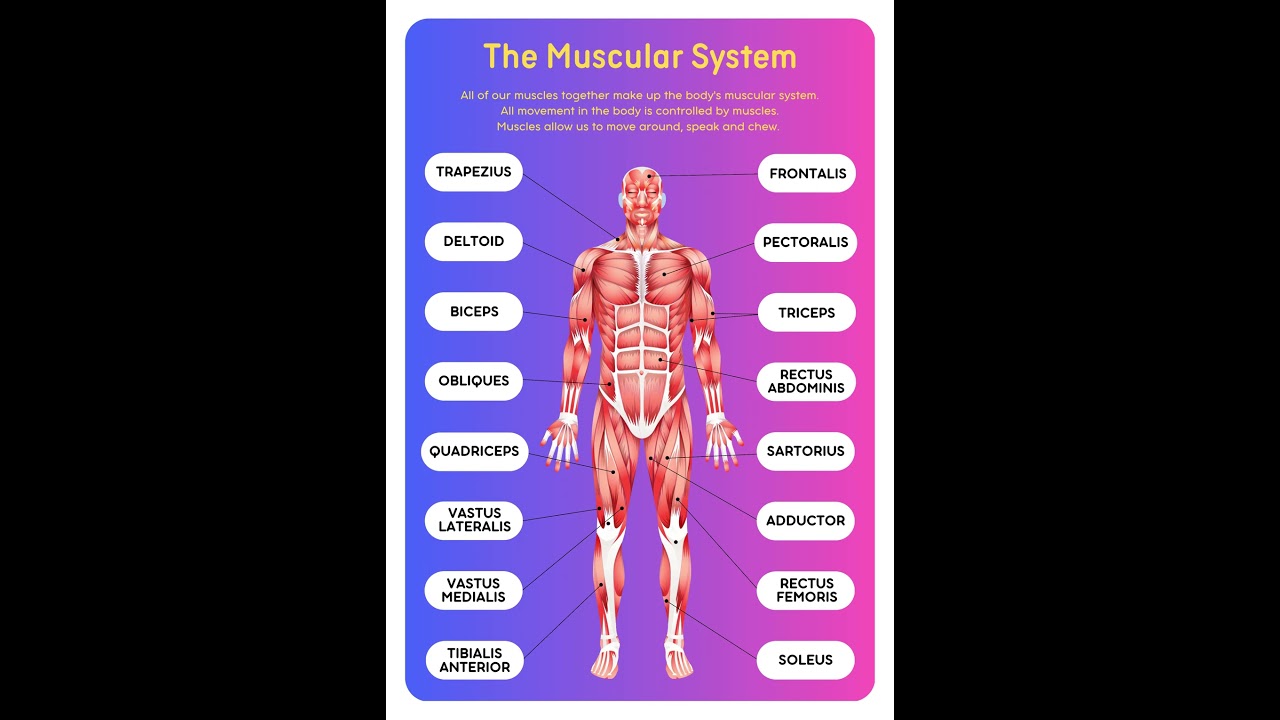 Muscular System in Human Body | Learninghub | Human Parts