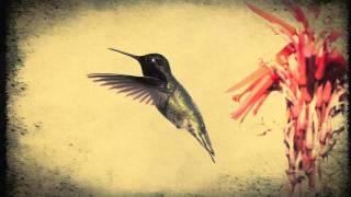 Fleet Foxes - meadowlarks (Official james lerouge &quot;hummingbird&quot; version)