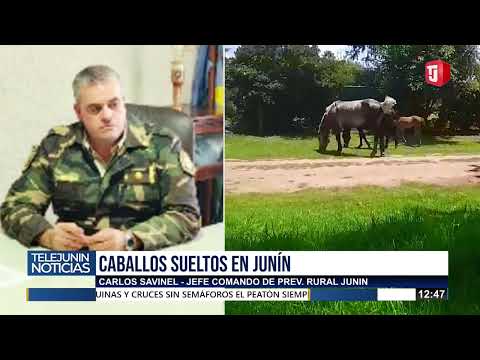 Caballos sueltos: una problemática que  persiste y continúa generando riesgos