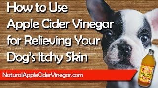 Apple Cider Vinegar Itchy Dog’s Skin - Natural Holistic Treatment