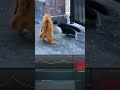 Black Cat Vs Orange Cat Fight Sound Analysis Catsoftiktok Catmusic Catmemes Soundeffects
