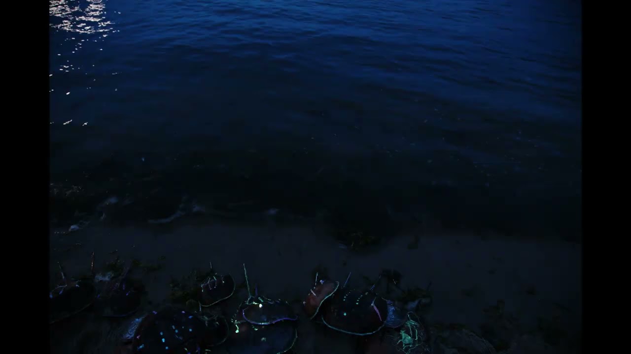 a horseshoe crab story (2023) 4K Dir Seraphim