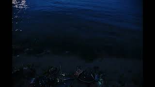 a horseshoe crab story (2023) 4K Dir Seraphim