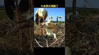 White stork mothers eliminate the weakest chicks#birds #birdsounds #nature