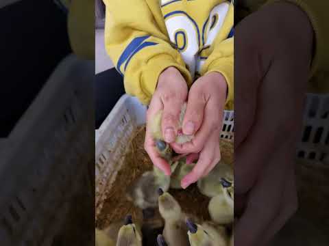 獅頭鵝公母特徵