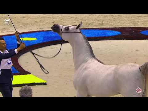 N 151 KA ASEEL ALMAJD   Dubai Arabian Horse Show 2020   Stallions 7 9 Years Old Class 13