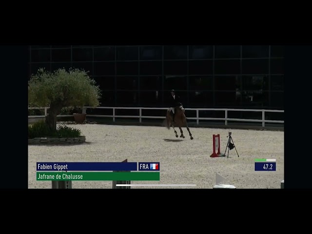 Yegua Silla Francés En venta 2019 Alazán por UNTOUCHABLE