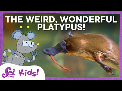 What On Earth is a Platypus? | SciShow Kids