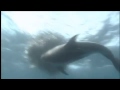 Dolphins The Wild Side