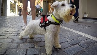 La importància de la socialització dels gossos