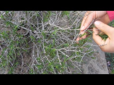 ZAHTER NEREDE BULUNUR NASIL TOPLANIR / İLK VLOG