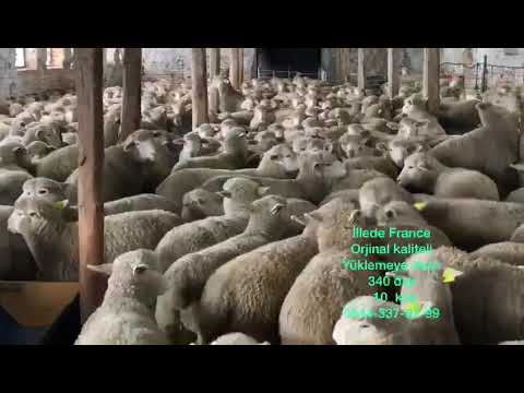 İle de France Genç iyi ırk  Damızlık