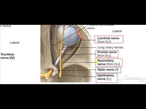 Ophthalmic nerve in orbit 5