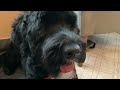 11 Seconds Of Cuteness