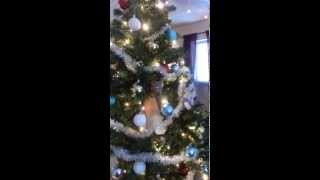 preview picture of video 'Hugo the kitten - redecorating the christmas tree 2014'