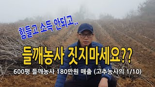들깨농사 직접 지어보니 돈 안됨.. 올해 들깨 600평 매출, 소득 분석 (농사짓기 힘들다!)