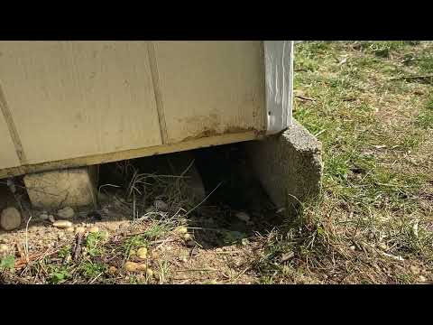 Not Rodents, but Groundhogs Damaging the Shed in Beachwood, NJ