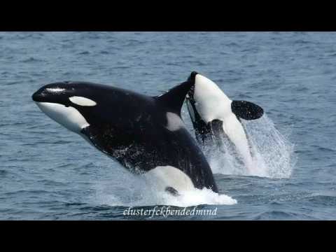 9  Dream Interpretations about a Killer Whale