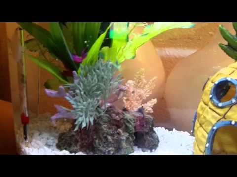 Betta Tank in a Mini Bow 2.5
