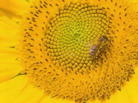 Aspetuck - The Bees Came Back