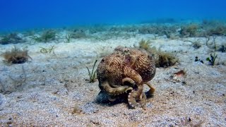 The Octopus with Nine Brains | Spy In The Ocean | BBC Earth