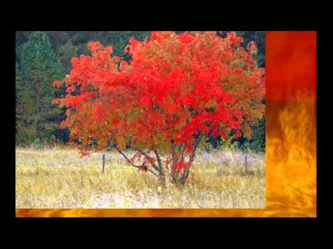 С. Есенин, Г. Пономаренко ОТГОВОРИЛА РОЩА Sergei Yesenin, George Ponomarev - golden grove