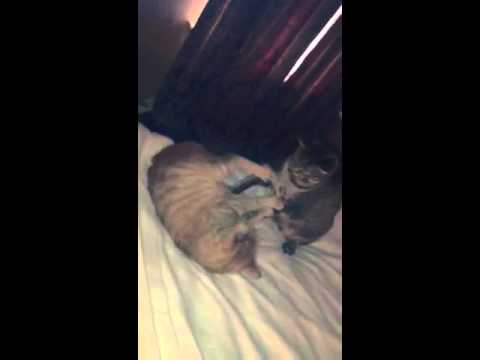 Garfield and Nermal play fighting