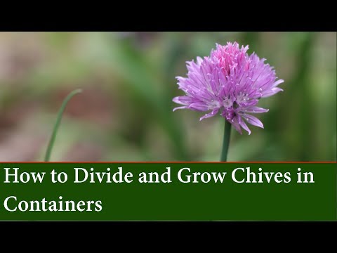 image-Can you grow chives from cuttings?
