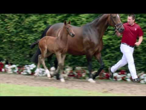 73 Bonjero W Hengst v. Borsalino - Sandro Hit