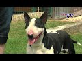 Bull Terrier Miniatura - Miniature Bull Terrier: Informationen zur Rasse