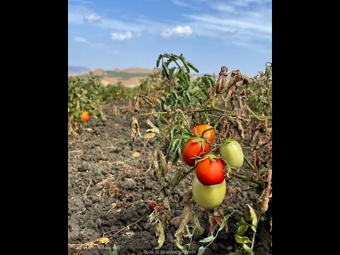 SICILIANI CREATIVI - Il pomodoro siccagno, oro rosso di Sicilia