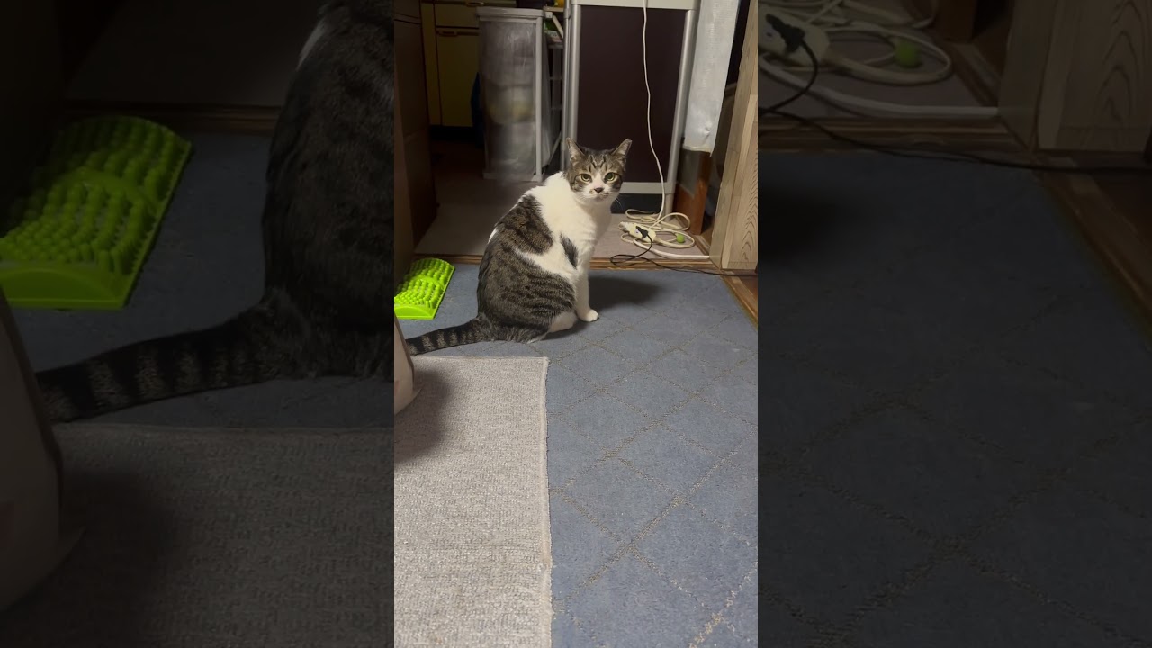 キョロキョロ#cat #ねこのいる暮らし #ねこ