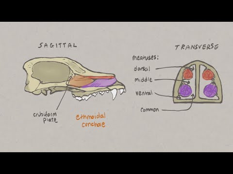 VNatomy - Canine Skull 3 - Nasal chambers, palate and mandible
