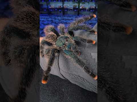 Sklípkavec ružovoprstý (Avicularia avicularia) — rýchla starostlivosť a predstavenie arboreálneho „pinktoe“ druhu