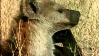 Enemigos Eternos Hienas y Leones Especial de National Geographic  2