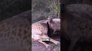Unbelievable Animal Moments Caught On Camera