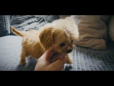 Cavapoo puppy for sale