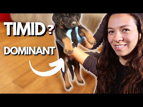 How to Pick from a Litter of Puppies | Personality Types | Part 1