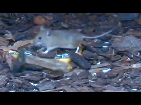 @NatureTec mouse covers bowl and food🐭😂/mouse dance🐦‍⬛🐭,garfield visits hedgehog house🐱