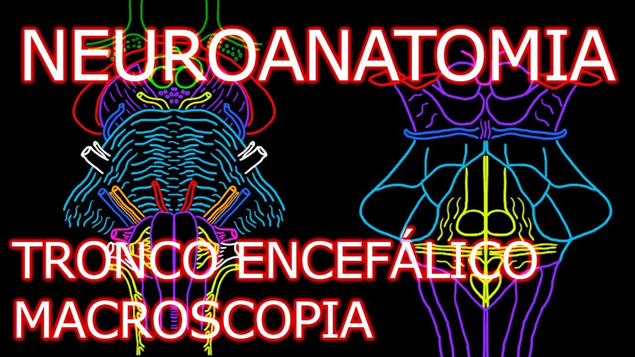 Aula: Neuroanatomia - Tronco Encefálico (Tronco Cerebral) - Neuroanatomia Humana #7