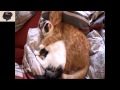 смешное видео - Спокойной ночи мой кот 