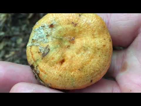 Lactarius deliciosus- Rujnica- Saffron Milk Cap- Der Edel-Reizker oder Echte Reizker