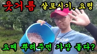 감나무 웃거름 살포시기 뿌려주는 요령