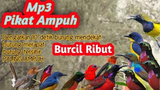 Download lagu SUARA PIKAT SEMUA JENIS BURUNG Kecil. Pikatan ampuh mp3