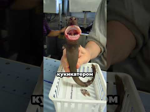 Почему эту акулу считают одной из самых жутких в океане? 🦈