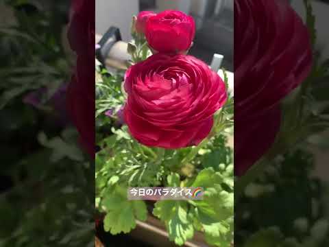 ポット観賞用の紫色の葉の秋のヒューケラ